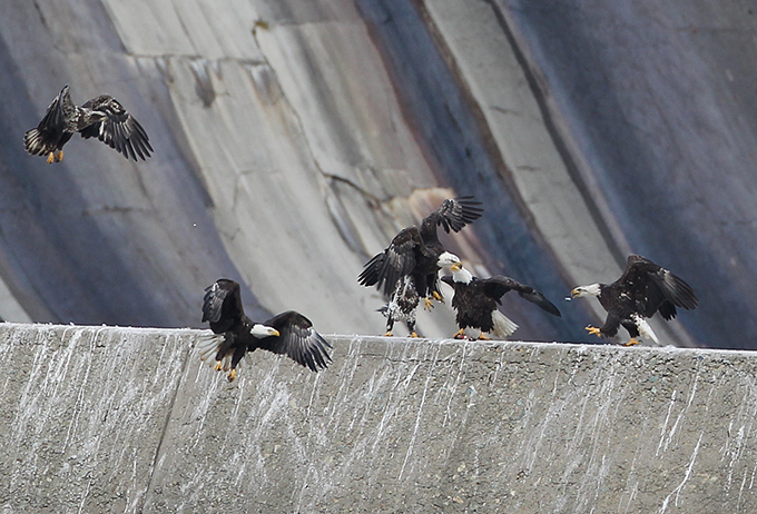 В кругу орлов не щелкай клювом