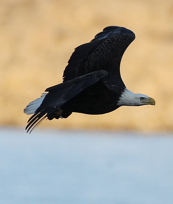 В кругу орлов не щелкай клювом