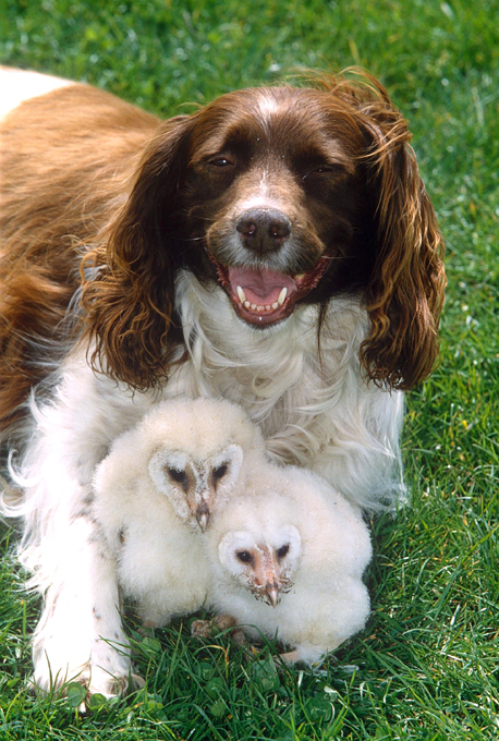 Собака не только человеку друг