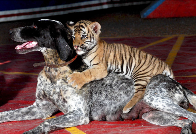 Собака не только человеку друг