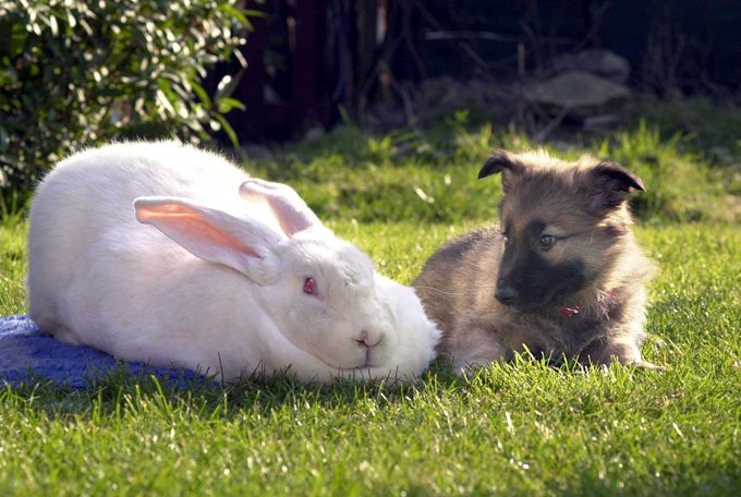 Собака не только человеку друг