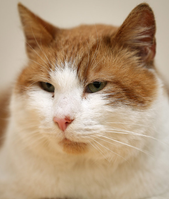 Кот вернулся к хозяйке через 8 лет