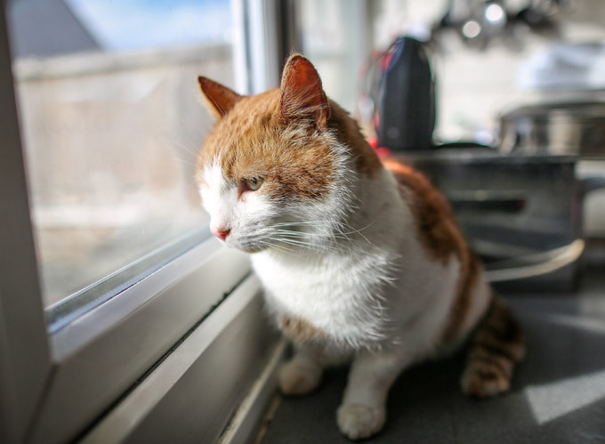 Кот вернулся к хозяйке через 8 лет