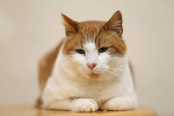 Кот вернулся к хозяйке через 8 лет