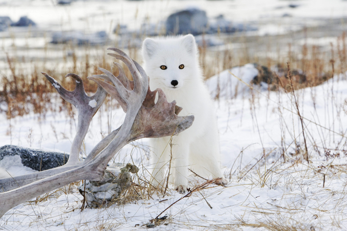 Любопытный песец