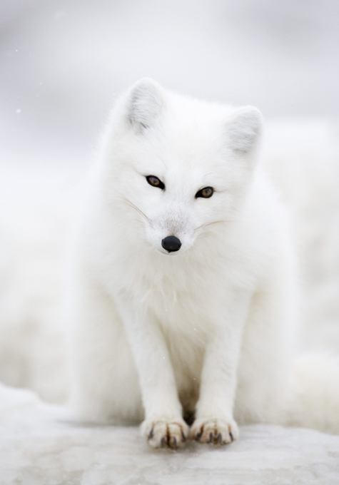 Любопытный песец