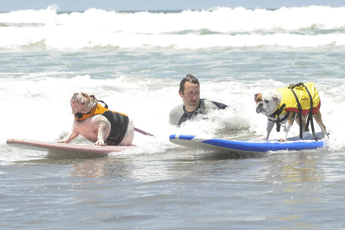 Собачий серфинг