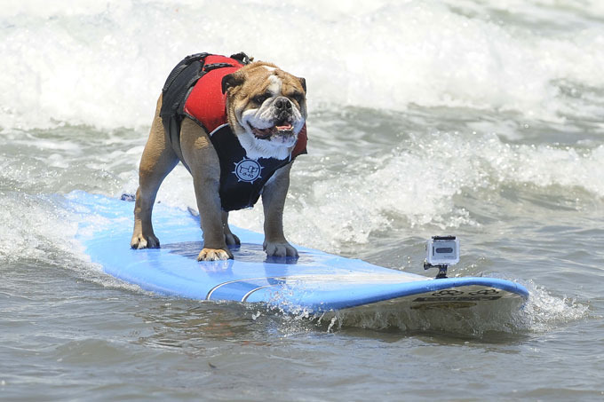 Собачий серфинг