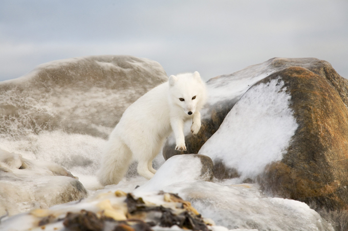 Любопытный песец