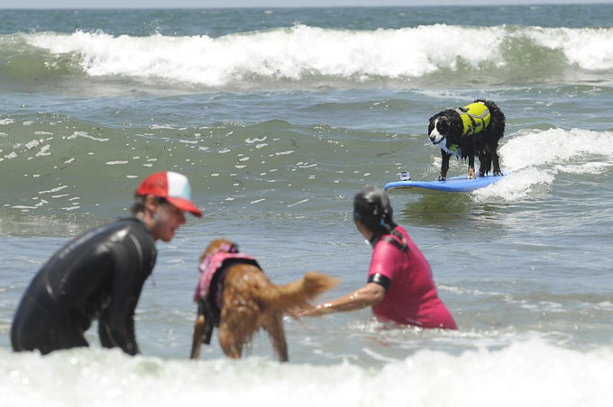 Собачий серфинг