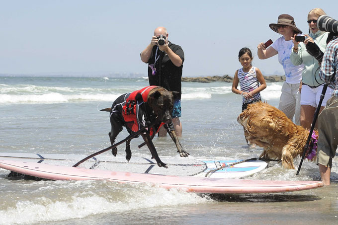 Собачий серфинг