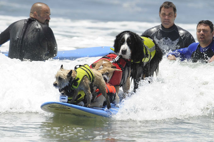 Собачий серфинг
