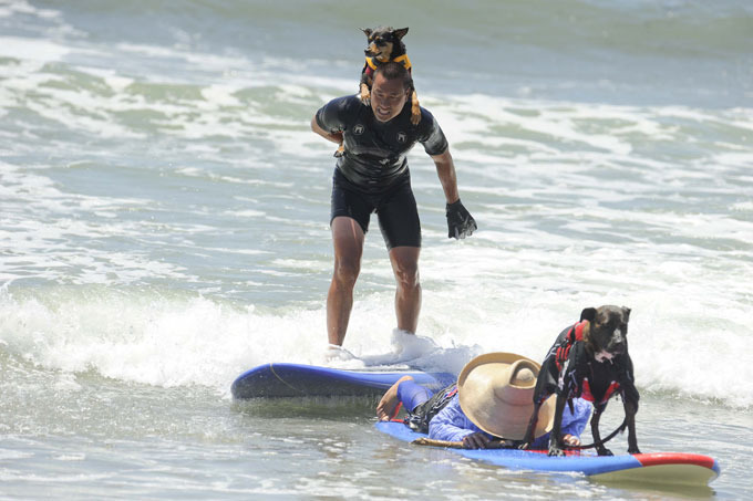 Собачий серфинг