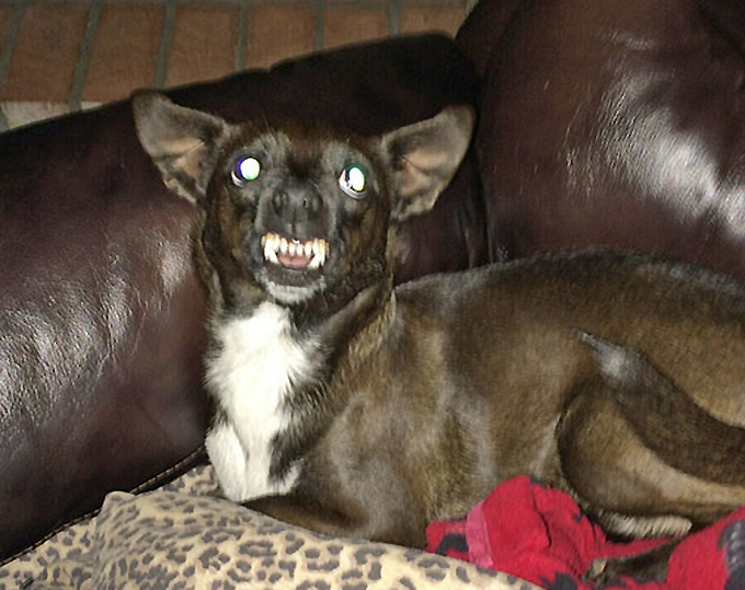 Самые уродливые, но любимые собаки