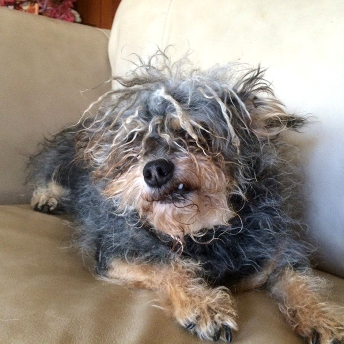 Самые уродливые, но любимые собаки