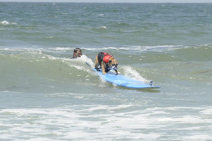 Собачий серфинг