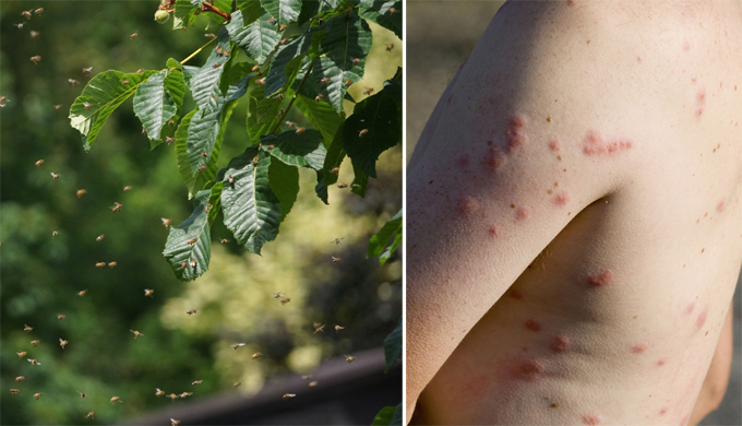 Смертельные опасности лона природы