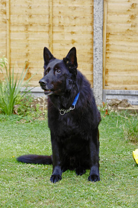 Актер из "Гарри Поттера" попал в приют для животных
