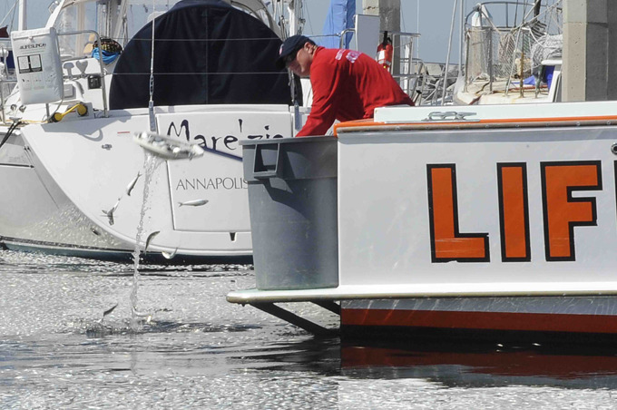 Миллионы дохлых рыб заполонили гавань в Калифорнии