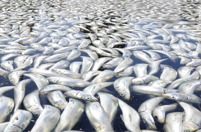 Миллионы дохлых рыб заполонили гавань в Калифорнии