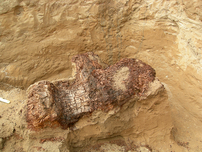 Загадки курганов Долины царей