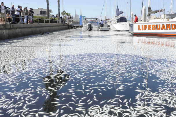 Миллионы дохлых рыб заполонили гавань в Калифорнии