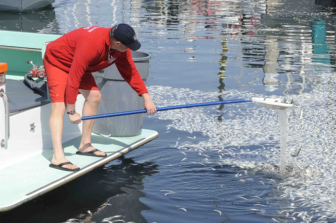 Миллионы дохлых рыб заполонили гавань в Калифорнии