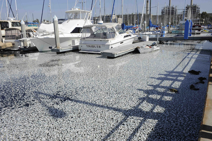 Миллионы дохлых рыб заполонили гавань в Калифорнии