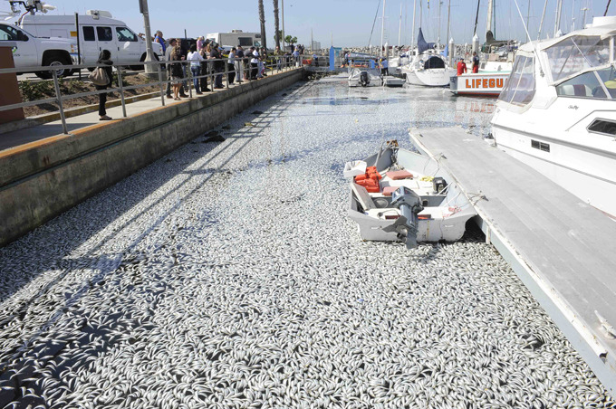 Миллионы дохлых рыб заполонили гавань в Калифорнии