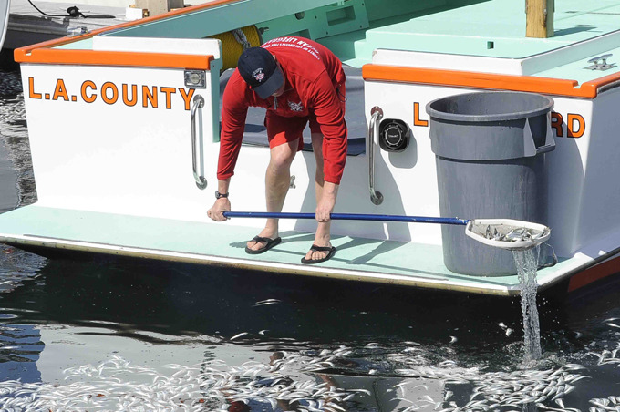 Миллионы дохлых рыб заполонили гавань в Калифорнии