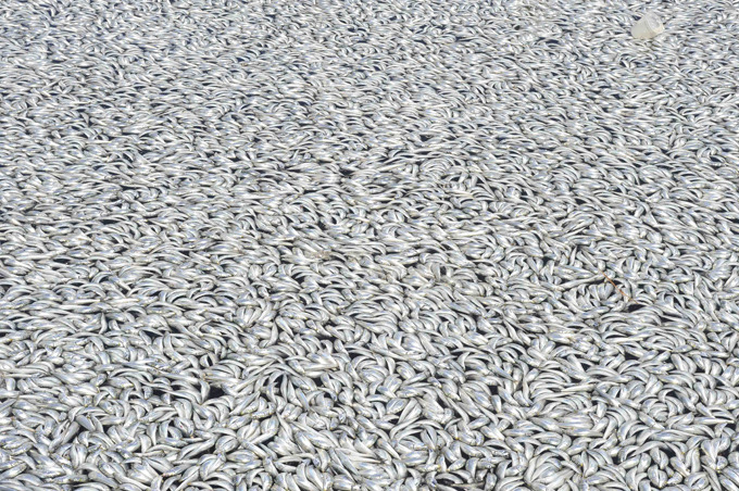 Миллионы дохлых рыб заполонили гавань в Калифорнии