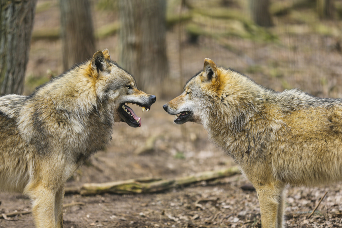 Волчья стая
