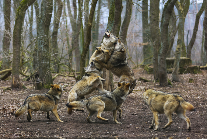 Волчья стая