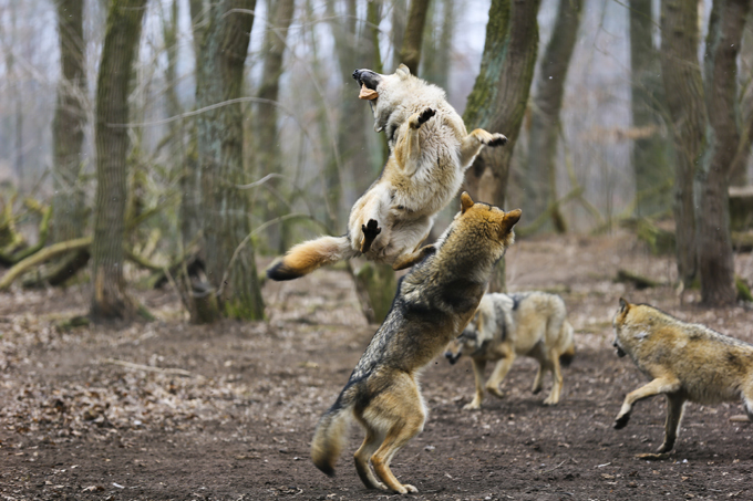 Волчья стая