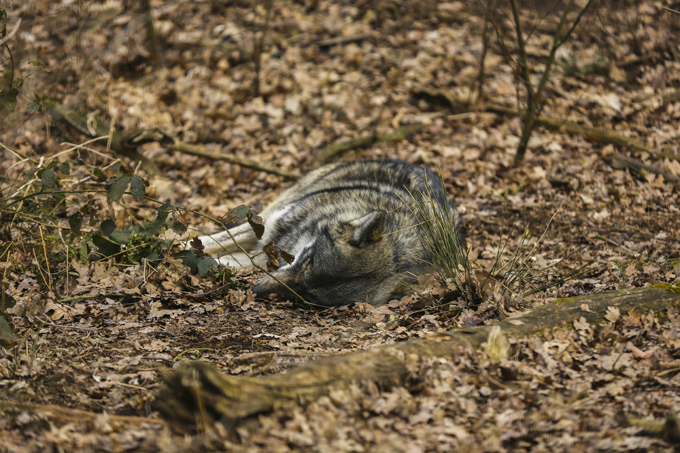 Волчья стая