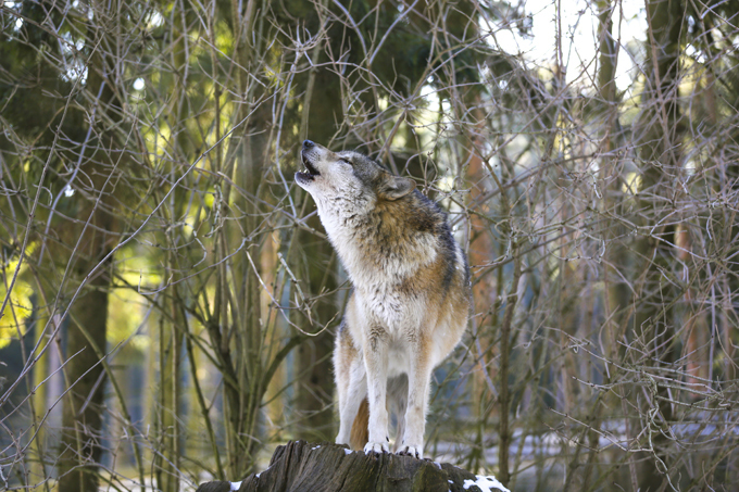 Волчья стая