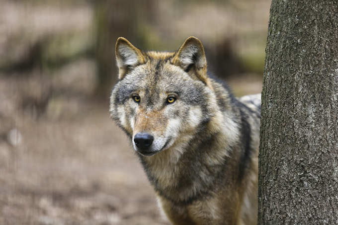 Волчья стая