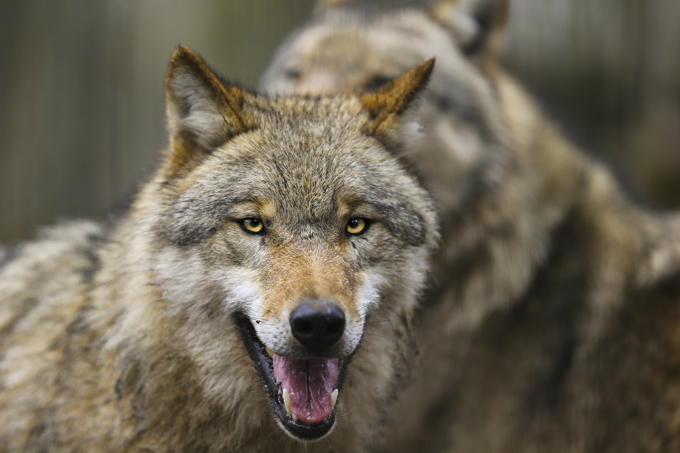 Волчья стая