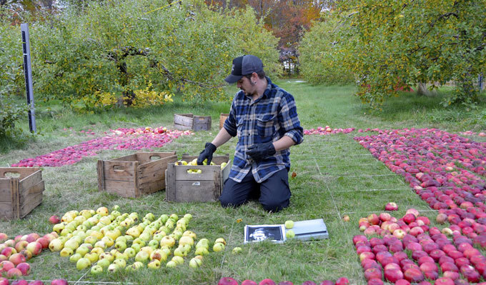 Яблочный портрет Стива Джобса