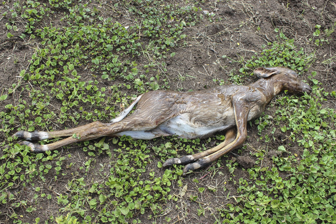 Приглашаем на завтрак к питону