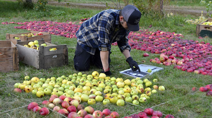 Яблочный портрет Стива Джобса