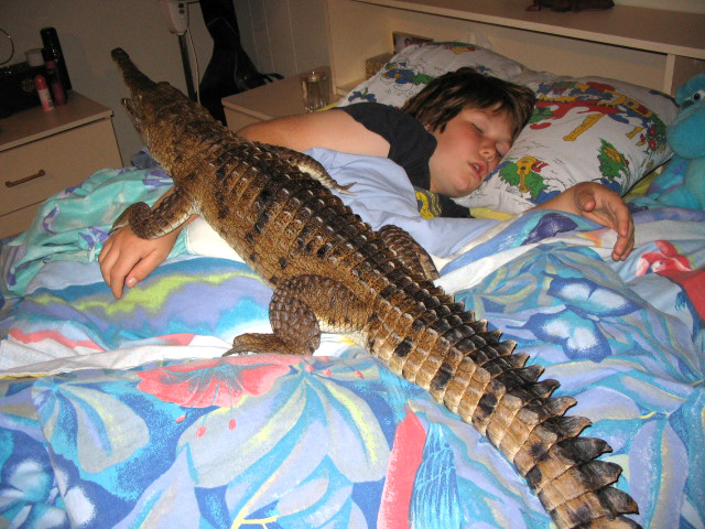 Крокодильи истории