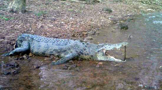 Крокодильи истории