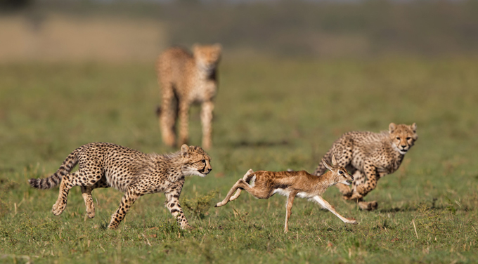 Зоологи впервые измерили скорость гепардов в дикой природе