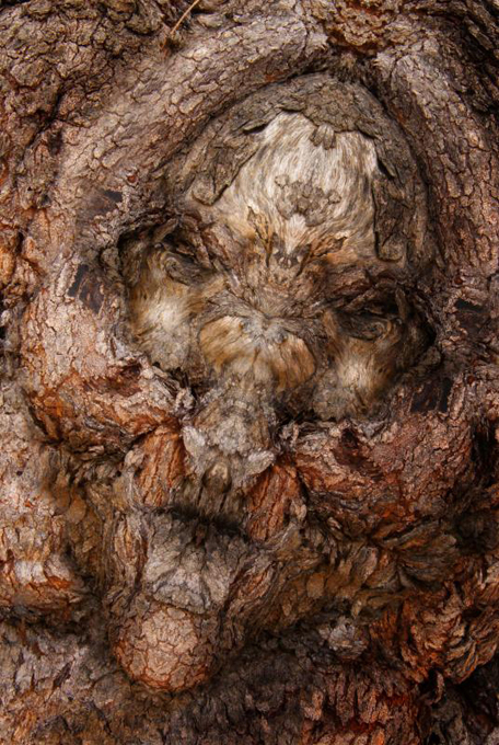 И у деревьев есть... лица