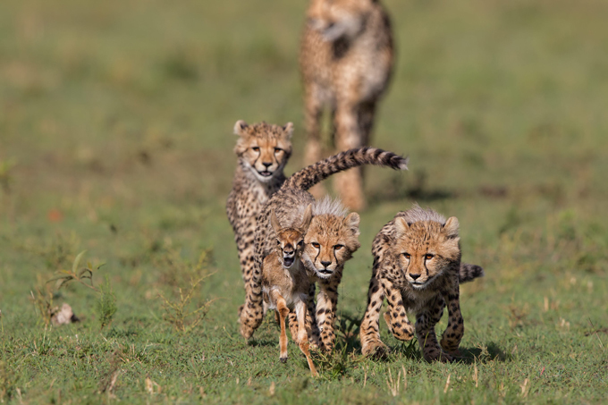 Зоологи впервые измерили скорость гепардов в дикой природе