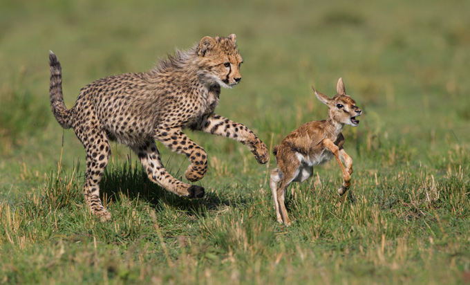 Зоологи впервые измерили скорость гепардов в дикой природе