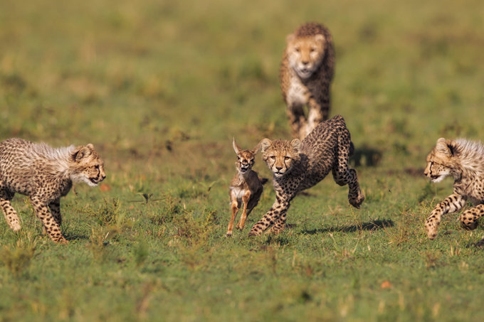 Зоологи впервые измерили скорость гепардов в дикой природе
