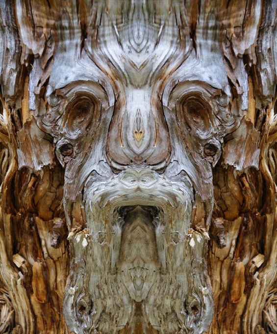 И у деревьев есть... лица