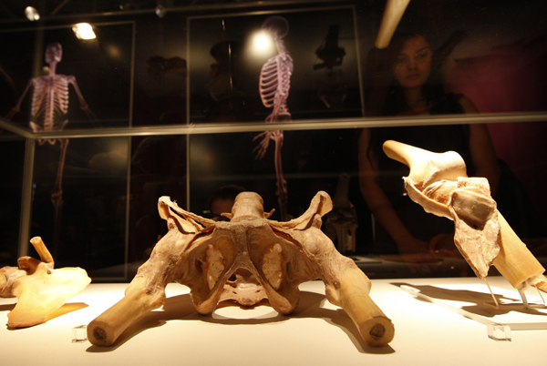 "Парад мертвецов"‎ Гюнтера фон Хагенса